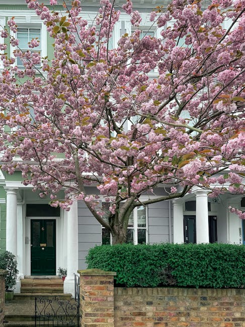 A residential building with a prominent pink cherry blossom tree in full bloom extending across the front garden. The tree's branches are covered with dense clusters of soft pink flowers, creating a v